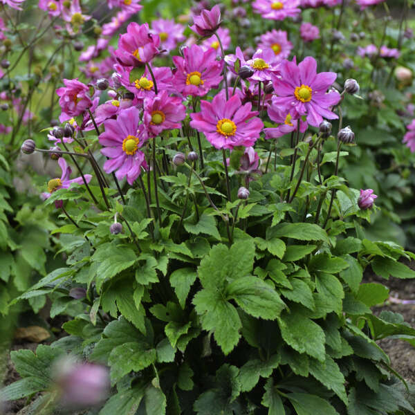 Cortina Terciopelo (Japanese Flowers)