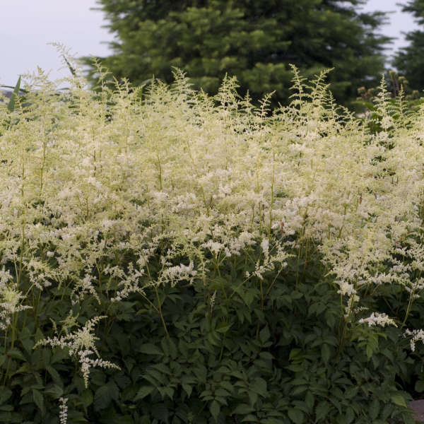 'Bridal Veil' Astilbe For Sale Perennials Great Garden Plants