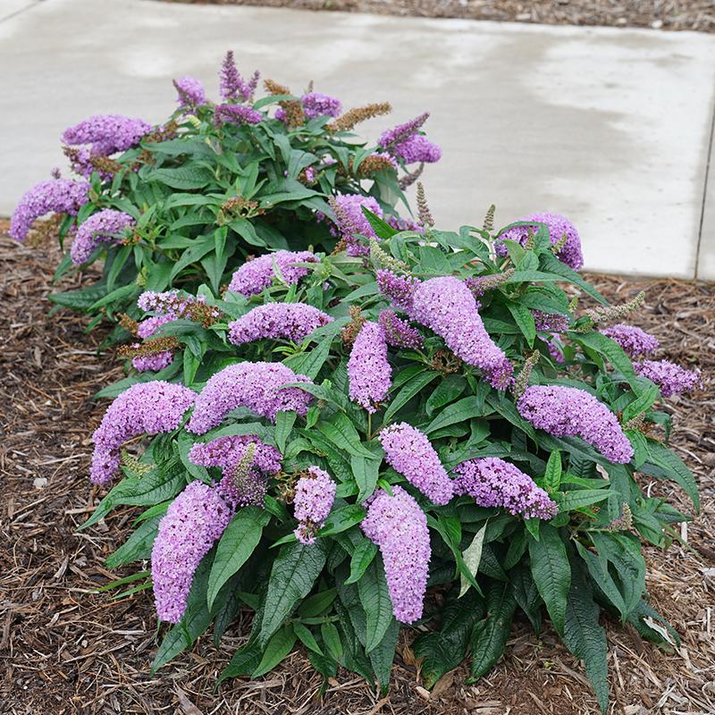 Butterfly Bush Pruning