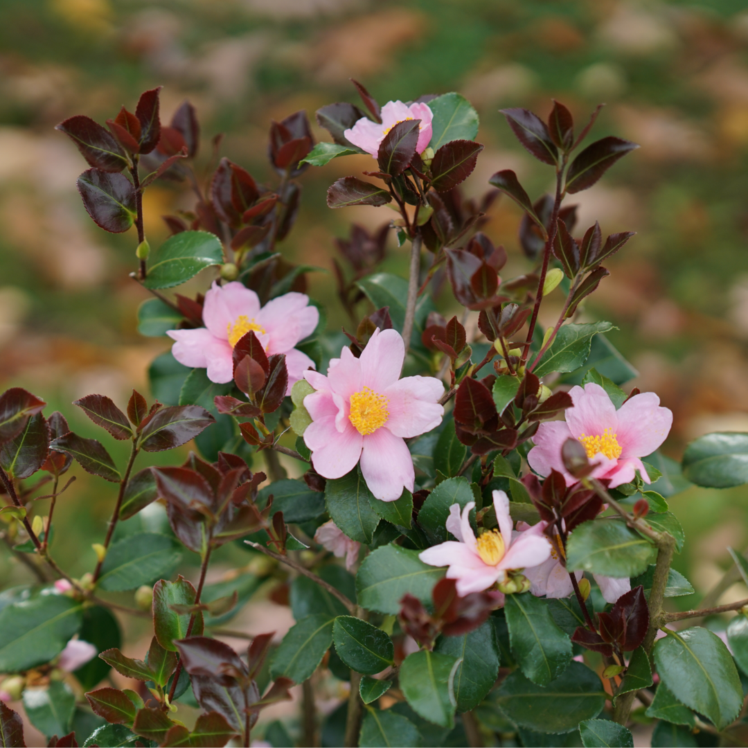 Just Chill Red Tip™ Camellia | Proven Winners – Great Garden Plants