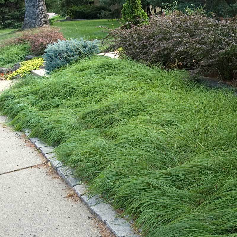 planting grass seed in pa Pennsylvania Sedge