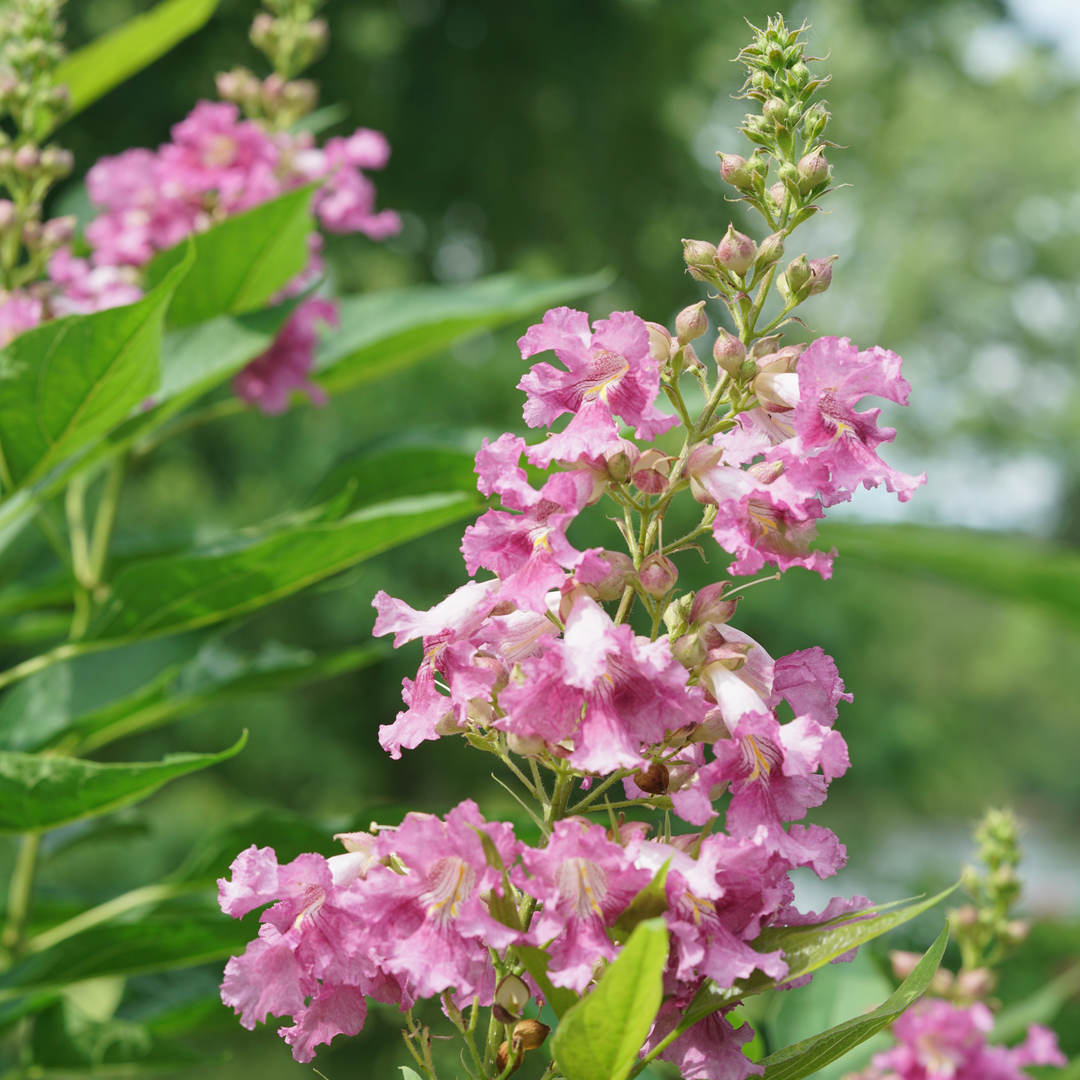 El Ni o Chitalpa Desert Orchid Proven Winners Great Garden Plants el-ni-o-chitalpa-desert-orchid-proven-winners-great-garden-plants