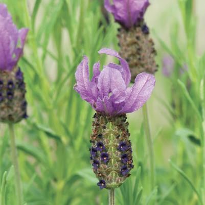 lavender stoechas anouk tree Anouk Spanish Lavender Plants For Sale
