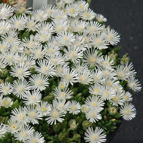 Hot Cakes® 'Coconut Crush' Ice Plant Perennials Great Garden Plants