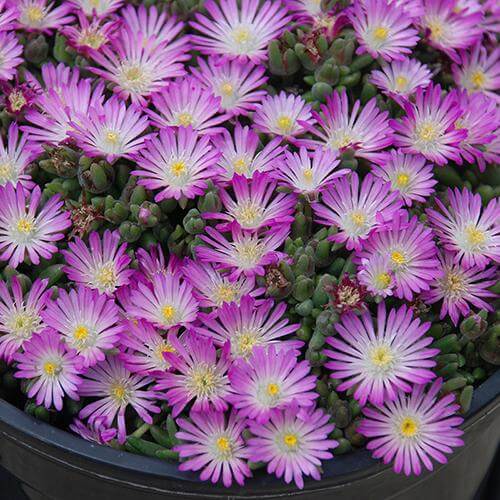 Hot Cakes® 'Fig Fusion' Ice Plant Perennials Great Garden Plants