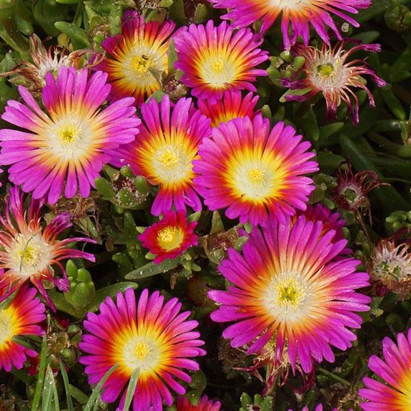 Wheels of Wonder® Hot Pink Wonder Ice Plant | Perennials – Great