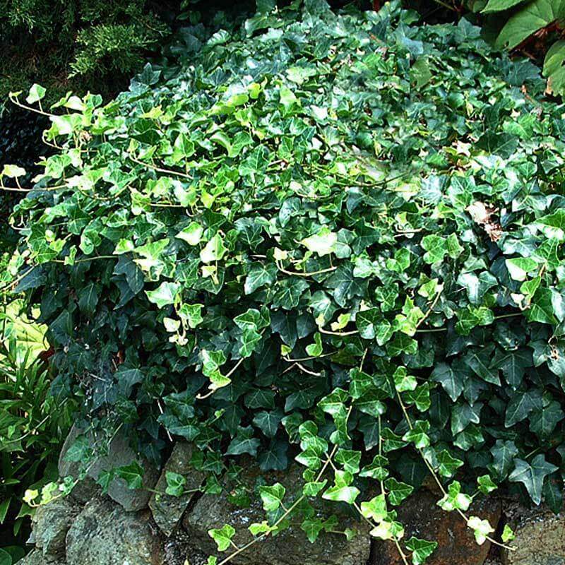 is ivy a succulent English Ivy | Groundcover