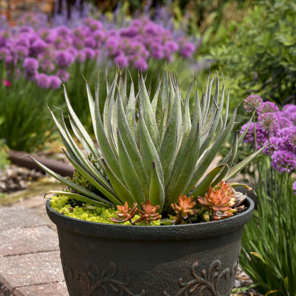 sara seed plant Mad about Mangave® 'Jumping Jacks' Hansara