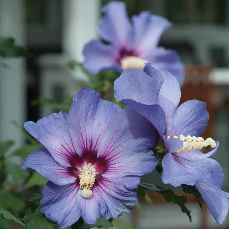 rose of sharon plant fertilizer Azurri Blue Satin Rose of Sharon (Hibiscus)