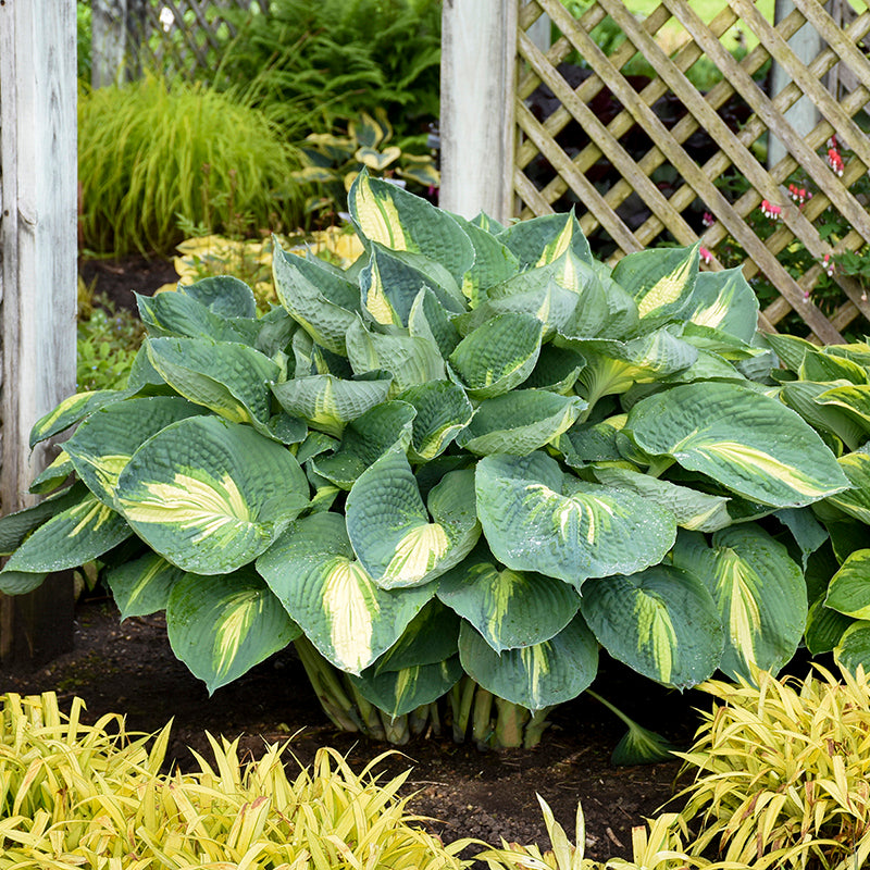 Shadowland 'Hudson Bay' Hosta
