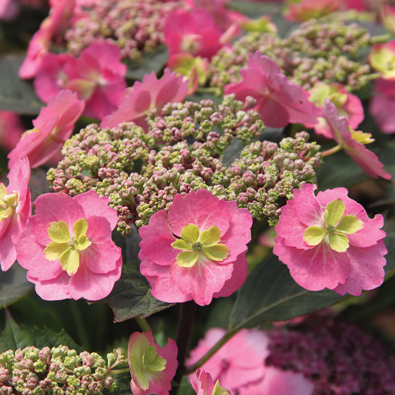 Tuff Stuff™ Mountain Hydrangea For Sale | Shrubs & Trees – Great