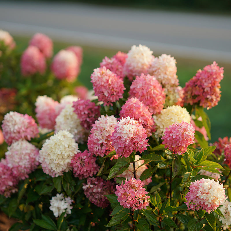 ◆Hydrangea4936◆ Zinfin Doll® Panicle Hydrangea | Shrubs & Trees – Great Garden Plants