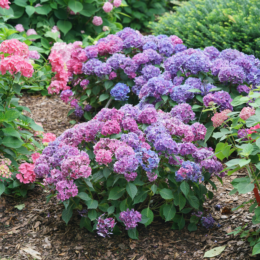 もみじ 700×28 AGD-B Let's Dance Lovable® Bigleaf Hydrangea For Sale – Great Garden Plants