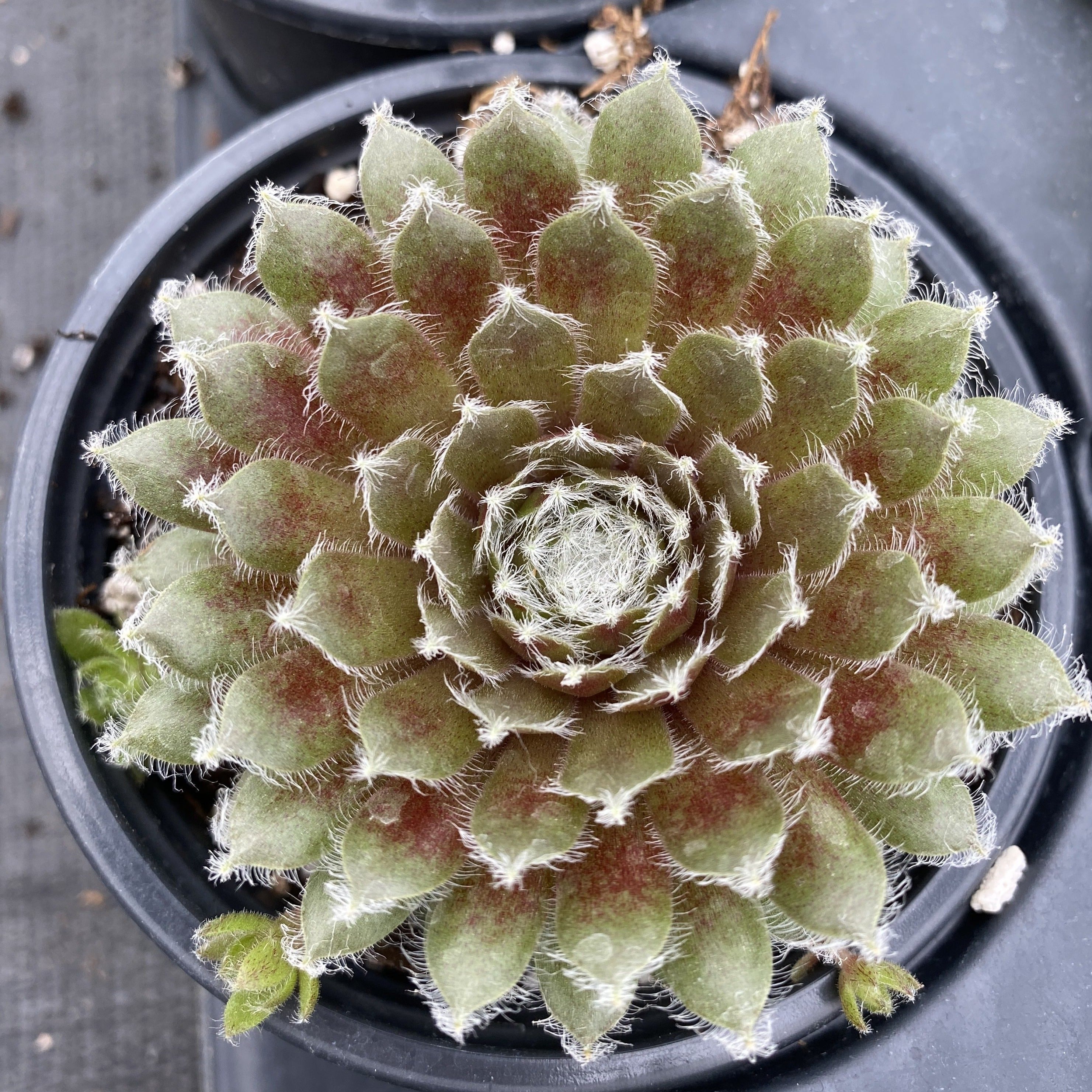 jade rose succulent 'Jade Rose' Hens & Chicks