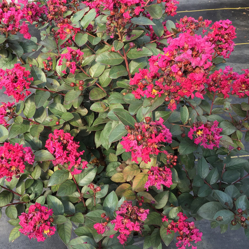 o*r様 527☘️蕾花タグ付☘️超レア☘️BELCHERI⭐️PINK ICE Amazon.com : Outsidepride Zahara Double Raspberry Ripple Zinnia