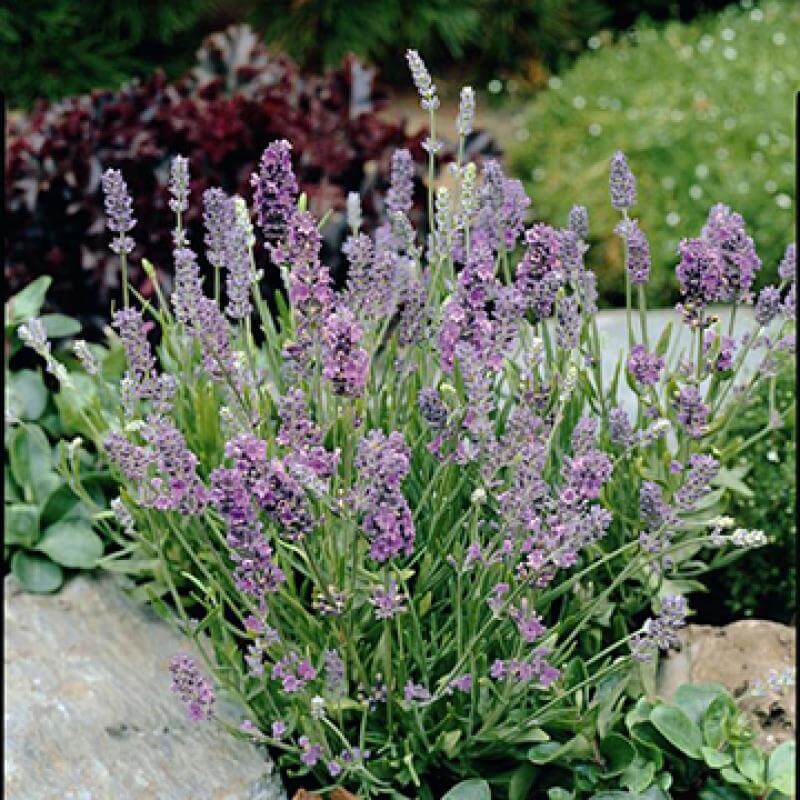 do lavender plants like full sun 'Ellagance Sky' Lavender