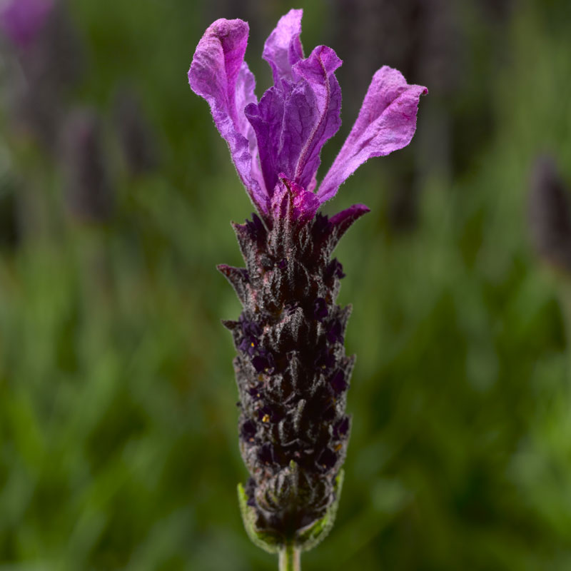 royal purple lavender plants Javelin Forte™ Deep Purple Spanish Lavender