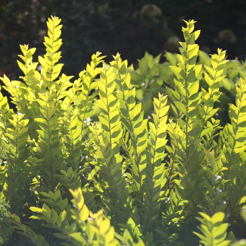 Golden Ticket Privet (Ligustrum)