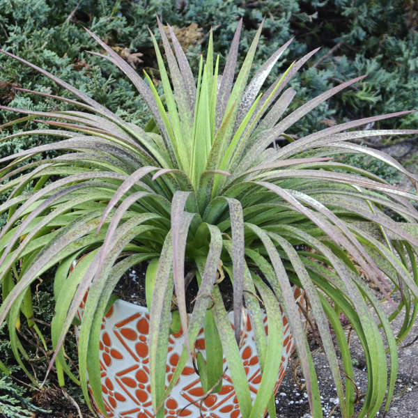 bad hair day succulent Mad about Mangave 'Bad Hair Day' Mangave
