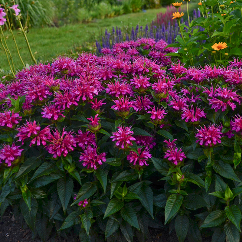 plants are purple deo dm 'Pardon My Purple' Bee Balm (Monarda)