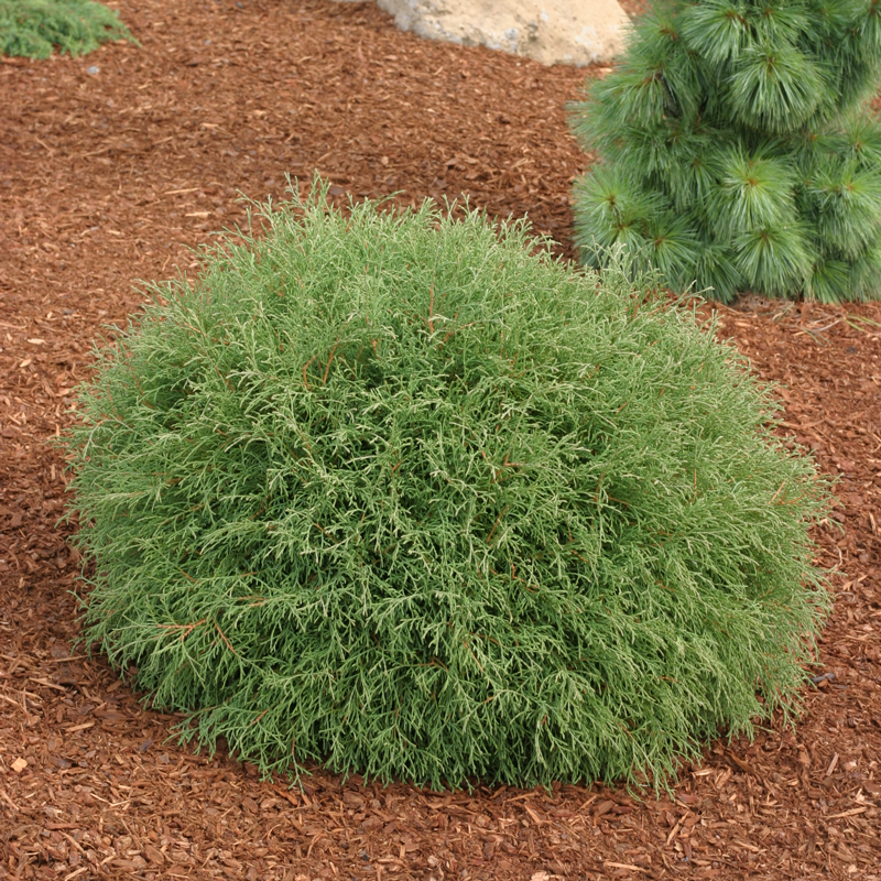 Mr. Bowling Ball Arborvitae