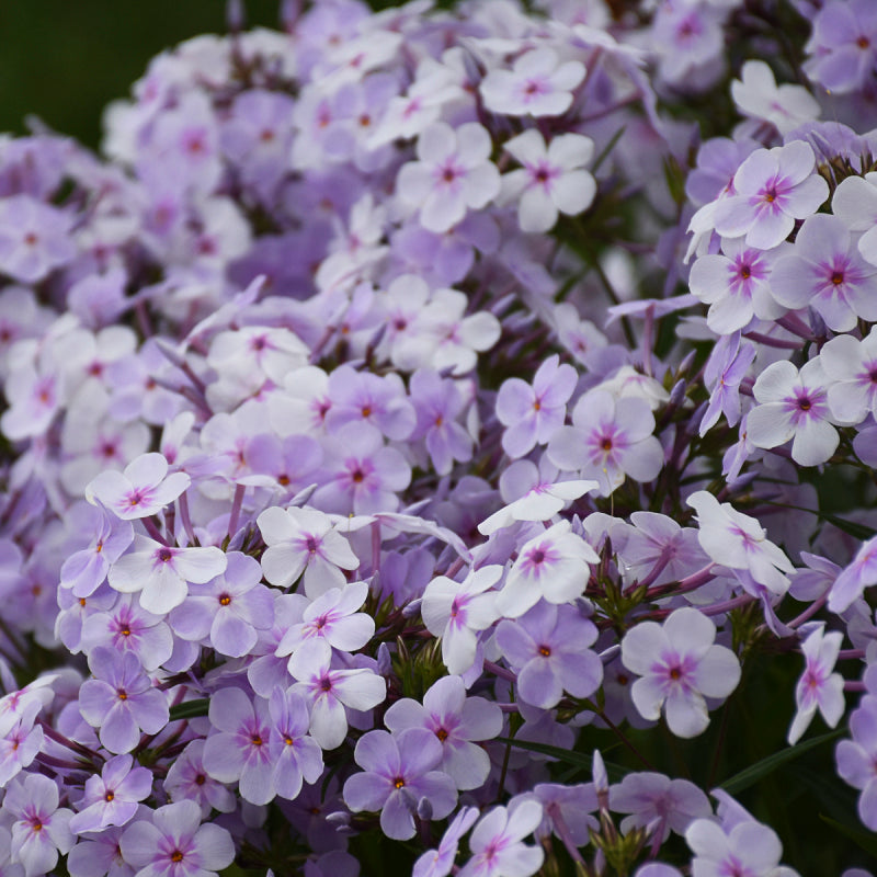 Opening Act Pink-A-Dot' Hybrid Phlox For Sale | Perennials – Great