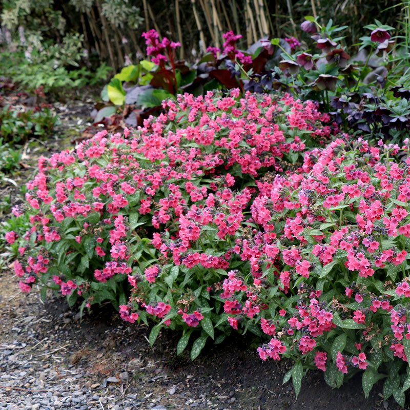 'Shrimp on the Barbie' Lungwort | Perennials – Great Garden Plants