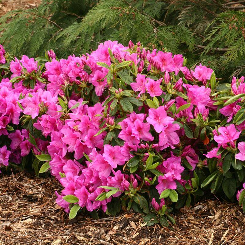 Bloom-A-Thon® Lavender Reblooming Azalea | Shrubs & Trees – Great