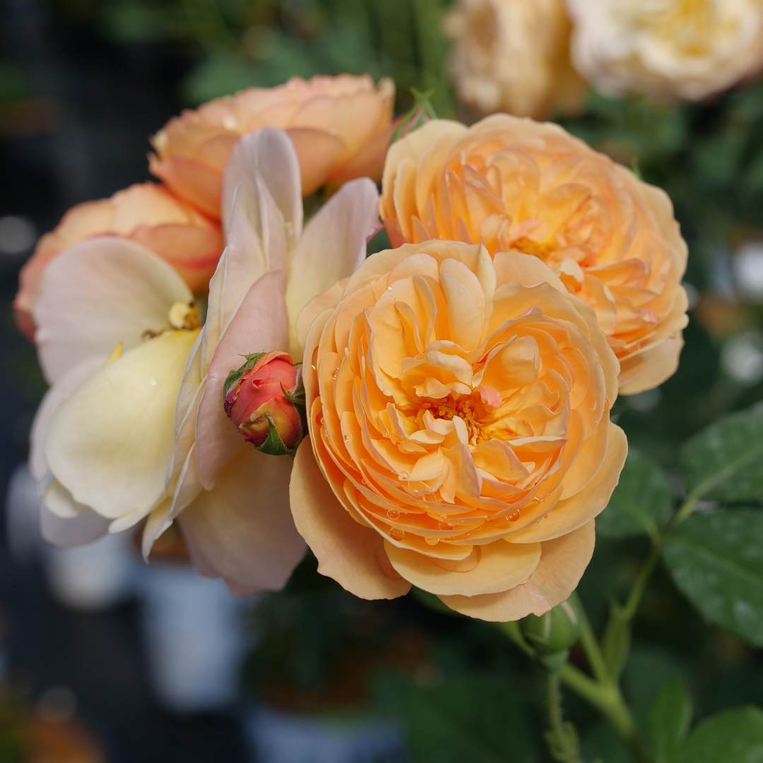 Flavorette® HoneyApricot Rose Proven Winners Great Garden Plants