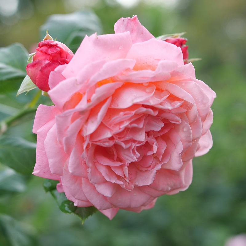 Reminiscent Coral Rose