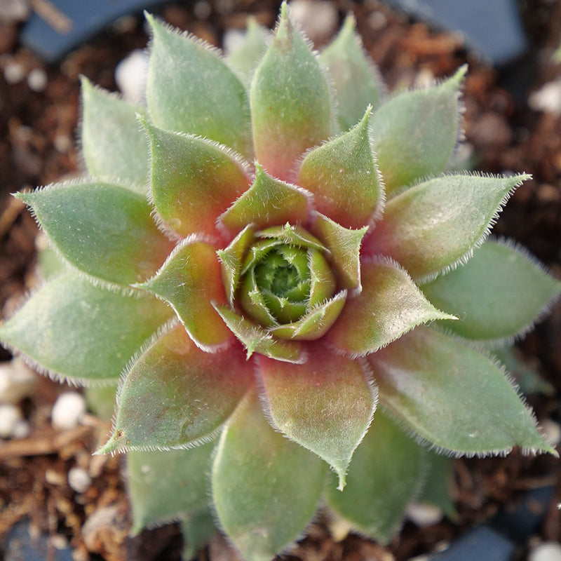 succulents that look like hens and chicks 'Kalinda' Hens & Chicks