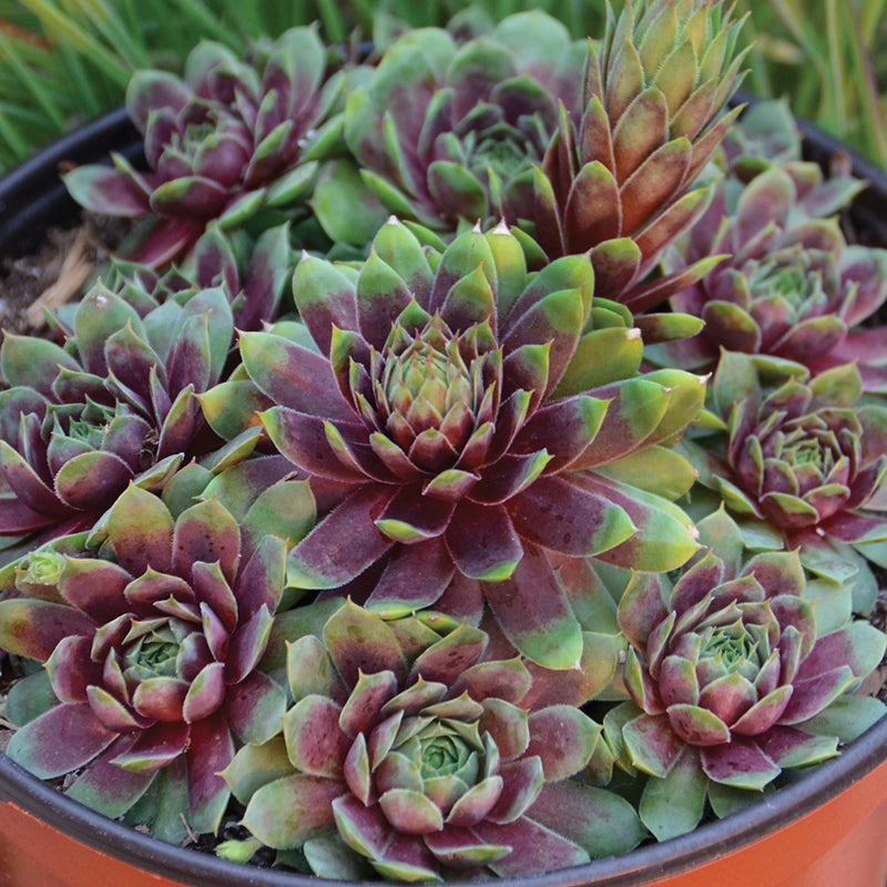 succulent hens and chicks Ruby Heart' Hens & Chicks