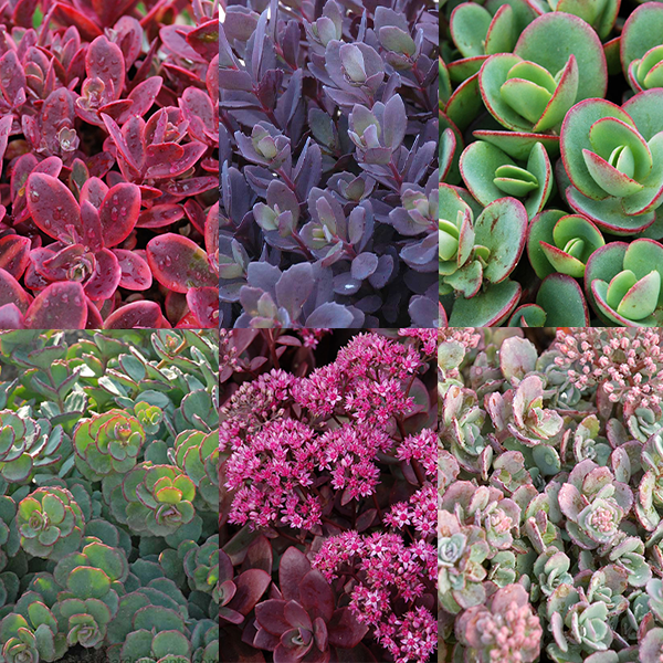 succulent groundcovers Succulent Ground Cover Collection