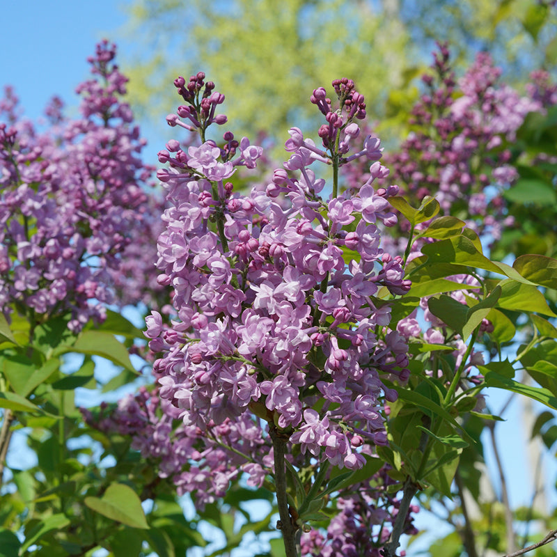 Scentara Double Blue Lilac (Syringa)