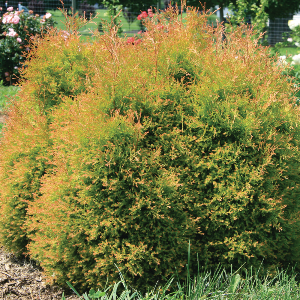 Fire Chief Arborvitae