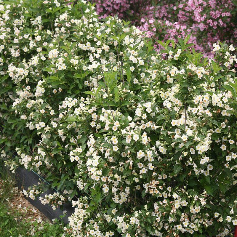 Czechmark Sunny Side Up® Weigela | Shrubs & Trees – Great Garden