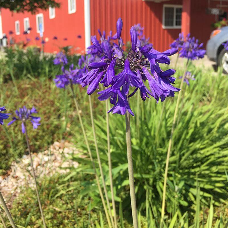 'Blue Yonder' LilyoftheNile Perennials Great Garden Plants