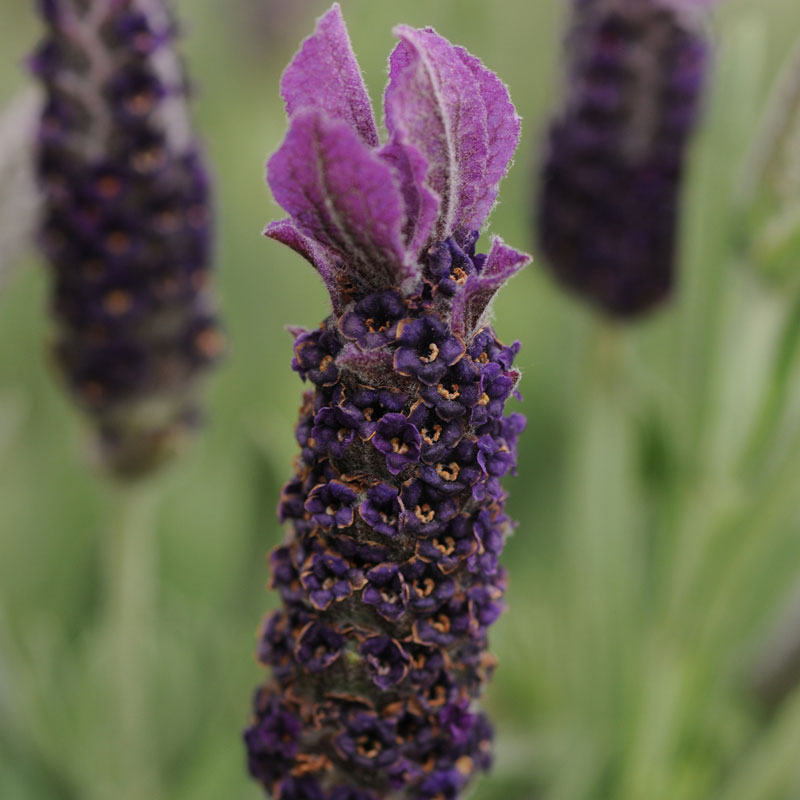 purple anouk anthurium Anouk Supreme Spanish Lavender
