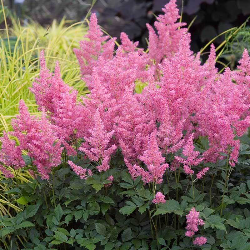 fertilizer for astilbe plants Pink Astilbe