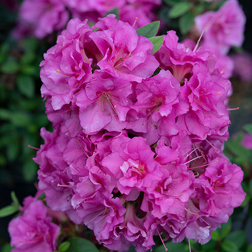 Perfecto Mundo® Double Purple Reblooming Azalea | Proven Winners