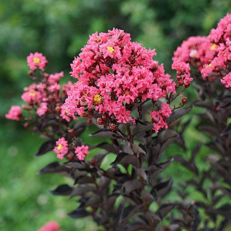 Center Stage Coral Crapemyrtle with vibrant coral flowers and black foliage.