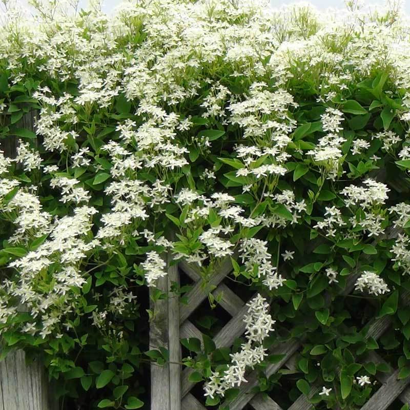 Sweet Autumn Clematis Vines & Climbers Great Garden Plants