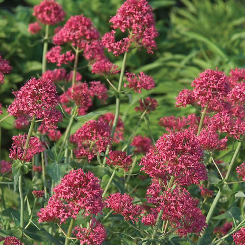 valerian plant Red Valerian