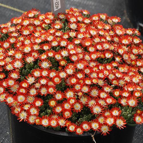 Hot Cakes® 'Tangerine Tango' Ice Plant | Perennials – Great Garden