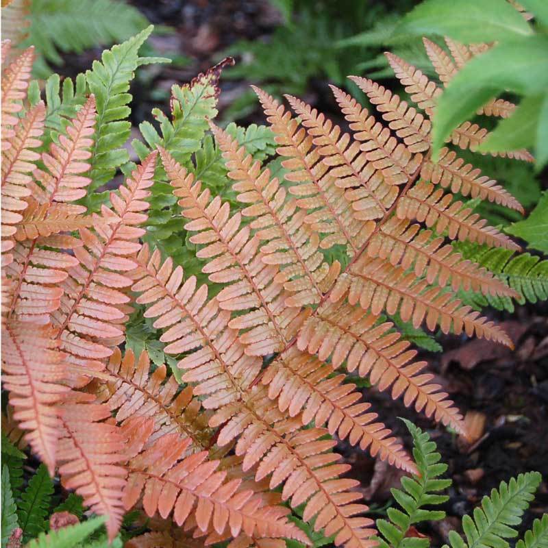 farn brilliance 'Brilliance' Autumn Fern (Dryopteris)