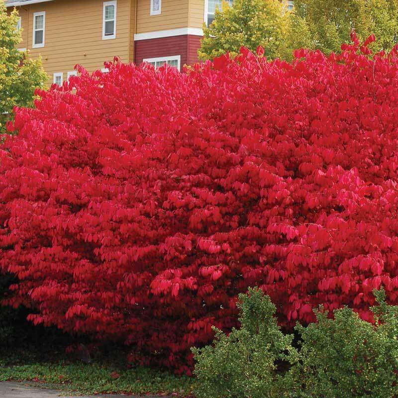 Burning Bush Shrubs & Trees Great Garden Plants