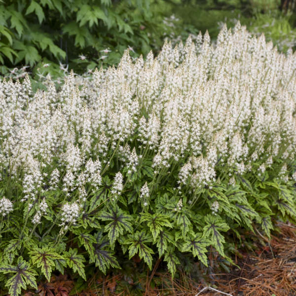 'Cutting Edge' Foamflower (Tiarella)