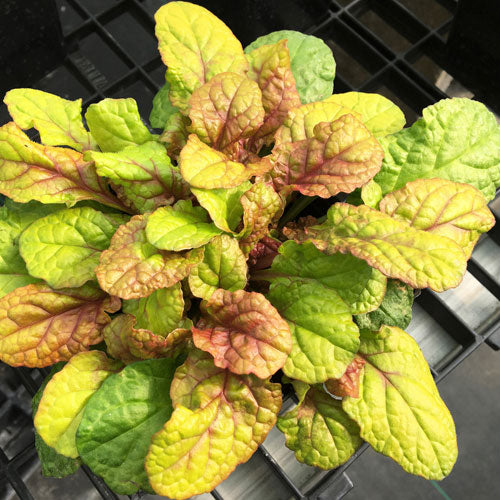 parrot house plant Feathered Friends 'Parrot Paradise' Bugleweed