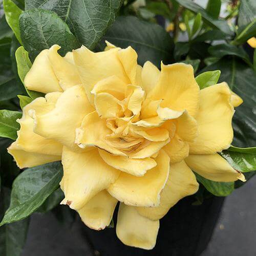 indoor gardenia plant for sale Golden Magic' Gardenia For Sale