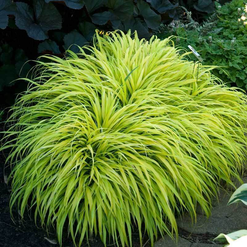 'All Gold' Japanese Forest Grass Perennials Great Garden Plants